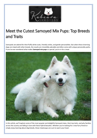 Meet the Cutest Samoyed Mix Pups Top Breeds and Traits