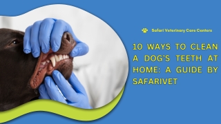 10 Ways to Clean A Dog’s Teeth At Home A Guide By Safarivet