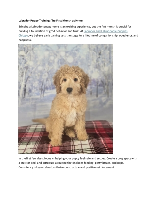 Labrador Puppy Training