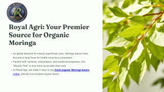 Why Royal Agri Is Your Best Source for Fresh Organic Moringa Leaves Online