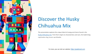 Your Ultimate Guide to Raising a Husky and Chihuahua Mix