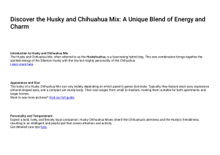 Husky Chihuahua Mix Care, Traits, and Personality Guide | Pawbreed