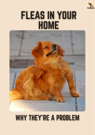 How to Get Rid of Fleas in Your House