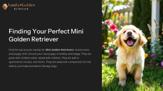 Finding Your Perfect Mini Golden Retriever