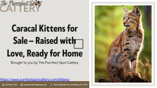 Caracal Kittens For Sale