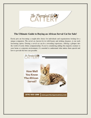 The Ultimate Guide to Buying an African Serval Cat For Sale