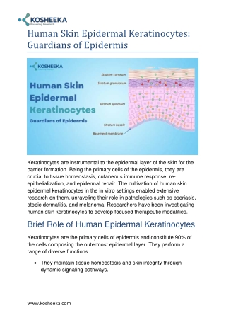 What Are Dendritic Cells and Their Role in Immunobiology?
