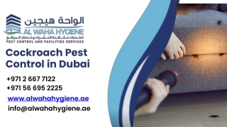 Cockroaches Pest Control in Dubai