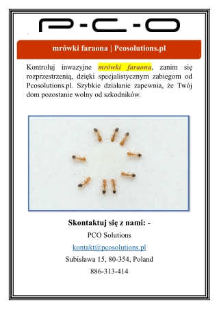 mrówki faraona | Pcosolutions.pl