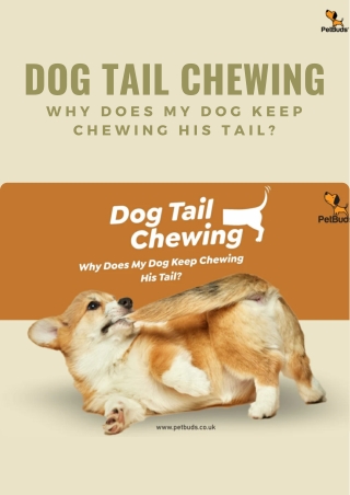 Why Does My Dog Keep Chewing His Tail