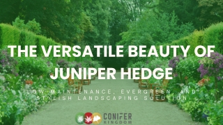 Juniper Hedge: Low Maintenance, High Impact Landscaping