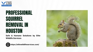 Professional Squirrel Removal in Houston