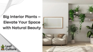Big Interior Plants – Elevate Your Space with Natural Beauty