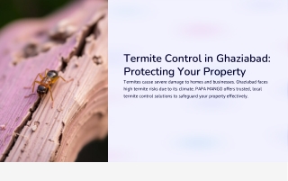 Reliable Termite Control in Ghaziabad – PAPA MANGO Pest Experts