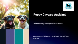 Puppy Daycare Auckland