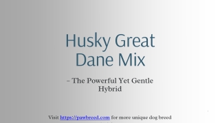 Husky Great Dane Mix – The Powerful Yet Gentle Hybrid
