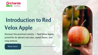 Red Velox Apple
