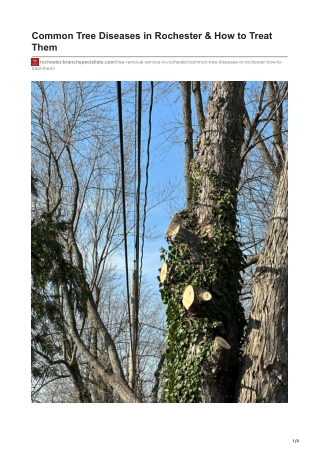 Common Tree Diseases in Rochester & How to Treat Them