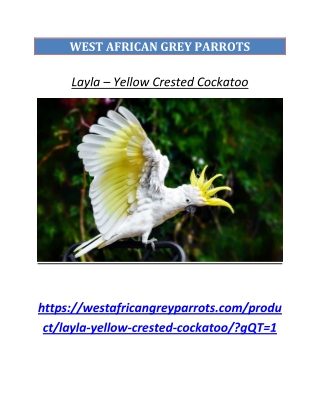 Layla – Yellow Crested Cockatoo - West African Grey Parrots