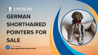 German Shorthaired Pointer Puppies for Sale in PA Today