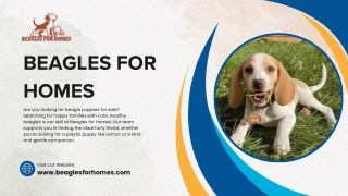 Bring Love Home Buy Beagle Puppy from Trusted Breeder