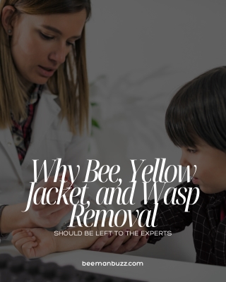 Why Bee, Yellow Jacket, and Wasp Removal Should Be Left to the Experts