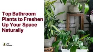 Top Bathroom Plants to Freshen Up Your Space Naturally