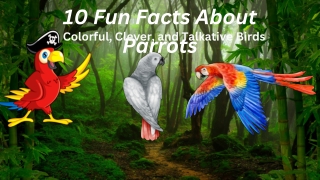 Fun Facts About Parrot