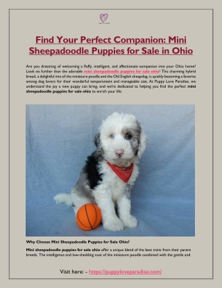 Find Your Perfect Companion: Mini Sheepadoodle Puppies for Sale in Ohio.pdf
