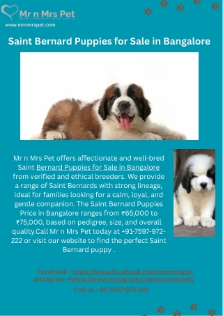 Saint Bernard Puppies for Sale in Bangalore (1)