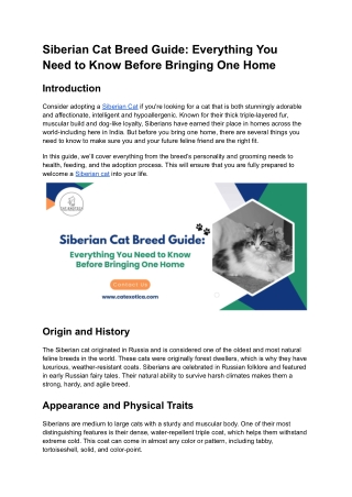 Siberian Cat Breed Guide_ Everything You Need to Know Before Bringing One Home