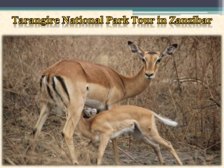 Tarangire National Park Tour in Zanzibar