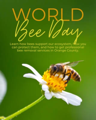 Celebrating World Bee Day Protecting Our Pollinators