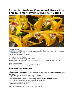 Kingianum – A Native Orchid Treasure at Brindabella Orchids