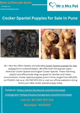 Cocker Spaniel Puppies for Sale In Pune