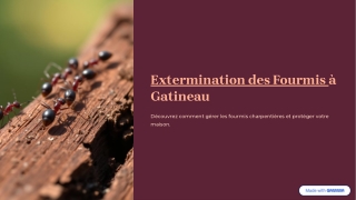 Stop the March—Call the Ant Extermination Pros Today