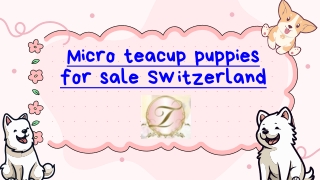 PPT Micro teacup puppies for sale Switzerland