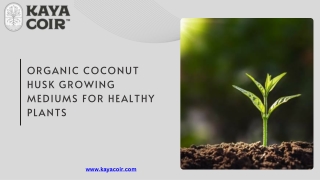 Growing Media for Cannabis Hydroponics