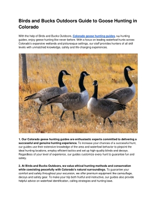 Birds and Bucks Outdoors Guide to Goose Hunting in Colorado