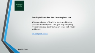 Low Light Plants For Sale Bumbleplants.com