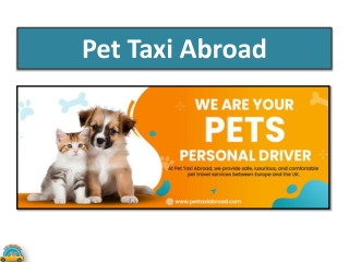 Dog Transport UK Specialists - Stress-Free Rides for Your Furry Friend