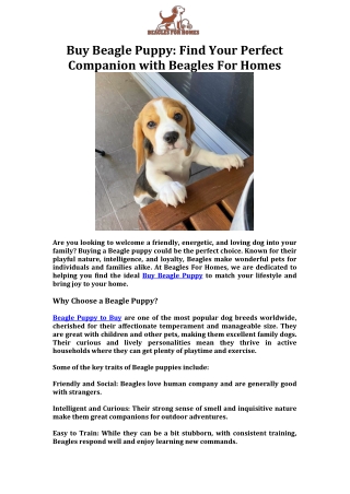 Buy Beagle Puppy  Find Your Perfect Companion with Beagles For Homes