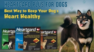 Heartgard Plus for Dogs – Best Way to Keep Your Dog’s Heart Healthy