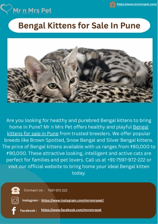 Bengal Kittens for Sale In Pune