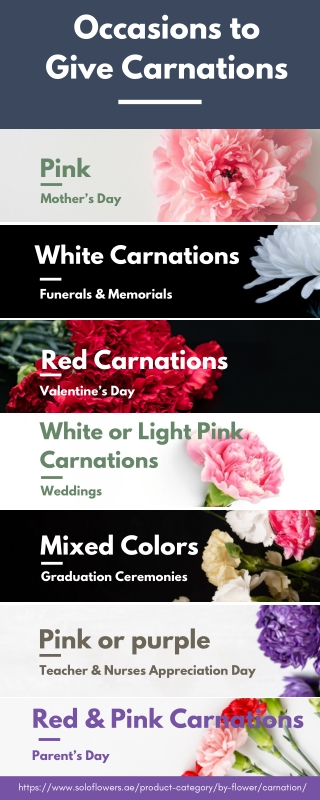When to Give Carnation Flowers  Occasions, Meanings & Global Traditions