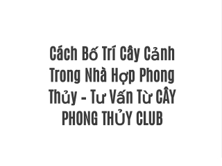 Cách Bố Trí Cây Cảnh Trong Nhà Hợp Phong Thủy – Tư Vấn Từ CÂY PHONG THỦY CLUB