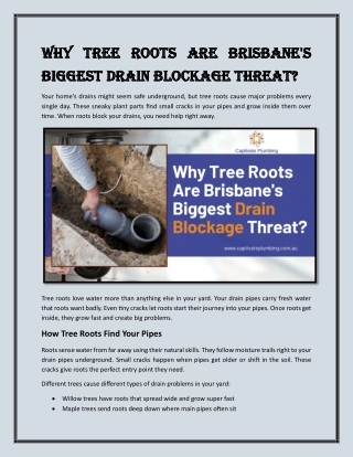 Why Tree Roots Are Brisbane's Biggest Drain Blockage Threat?