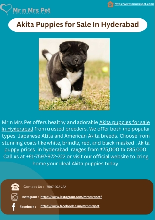 Akita Puppies for Sale In Hyderabad