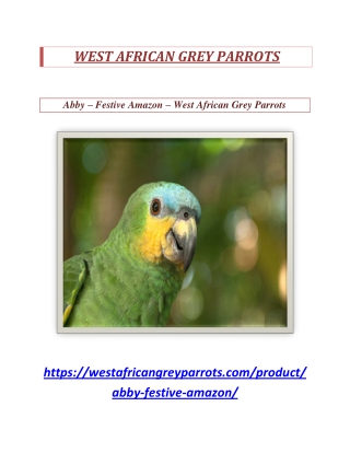 Abby – Festive Amazon