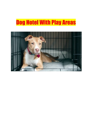 Dog Hotel With Play Areas